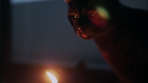Cat Thinking about candle