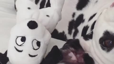 Dalmation dog laying on back copying plush toy dalmation
