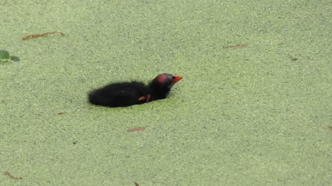 Common Gallinule feeds its chick in Florida wetland