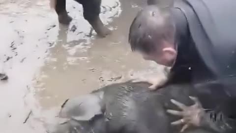 Desperate Pig Farmer saves his pig's life
