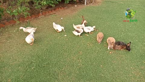 Duck & Crane family 🦆❤️💐 eating together. #shorts #life_on_earth #short