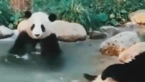 So Cut And Funny Animal Video#short