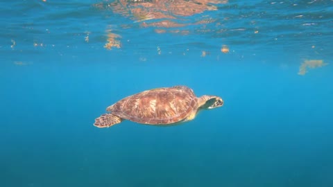 turtle swimming in the sea slow motion anse dufour Martinique chelonia mydas tropical clear water