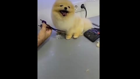 dog grooming puppy cut