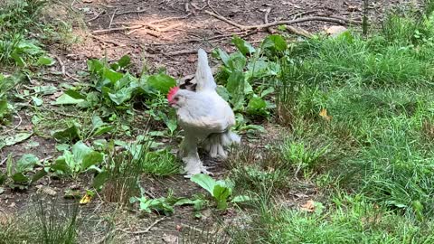 Porcelain D'Uccle rooster learning to crow