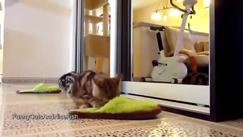 best fanny cat videos in the world