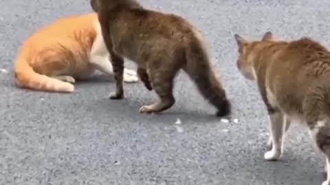 funny monkey and cats