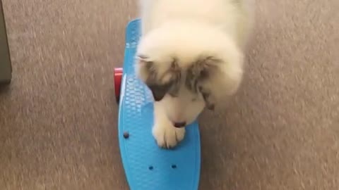 Australian Shepherd Puppy Skateboarding