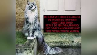 CATS ARE AWESOME!! (Cool Cat Facts)