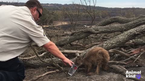 Rescuers race to save Australias wildlife.