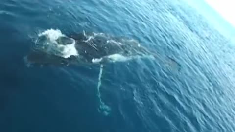 Whale dances and makes sound underwater