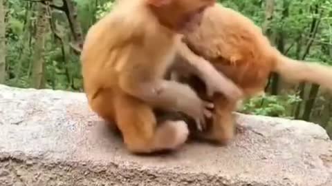 Cute baby Monkeys playing