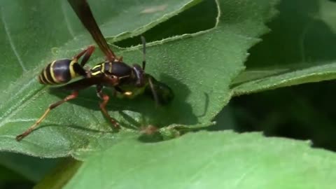 Wasps Are Great At Controlling Cabbage Worms - They Eat Them