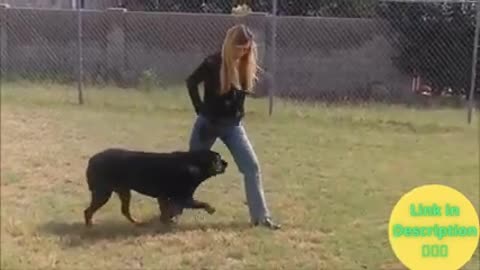 Dog training videos english | basic dog training| Brain Training For Dogs Review 2022