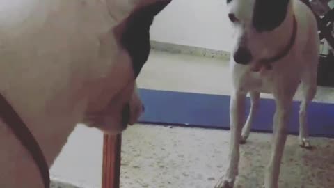 Arguing with the dog in the mirror