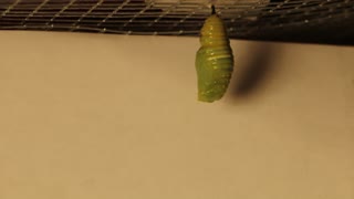 Monarch Caterpillar Morphing Into a Chrysalis
