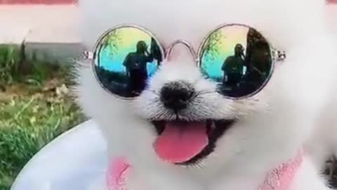 Dog in Tint Glasses Funny Video