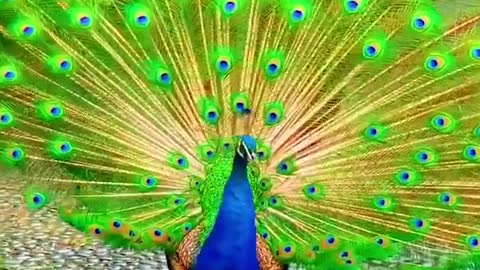 Look at the peacock, how it is spreading its feathers.