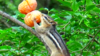 Hungry Chipmunk