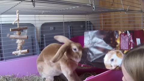 Very Impatient Rabbit Decides he wants his food quicker!