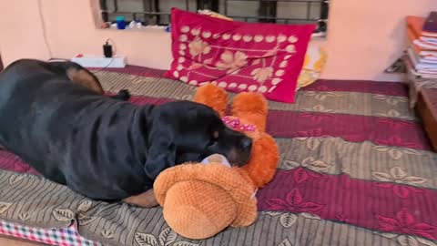 Anshu destroyed Jerry's favourite Teddy||cute dog video.