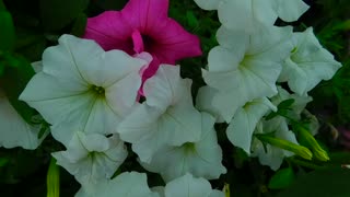 Beautiful Nature White Flower