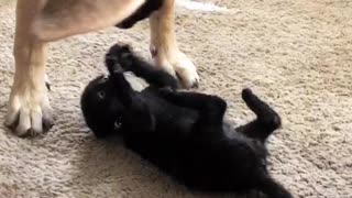 Dog playing with kitten