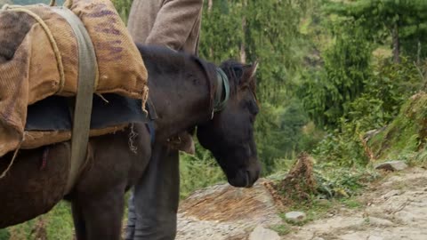 Himalayan stepherds lead horses caravan with goods in the mountains