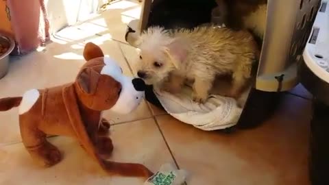 Caring cat gives love to abandoned puppy