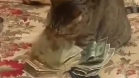 The cat counts its money