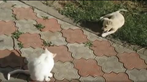 Funny Dogs And Cats Videos 2024 😅 - Best Funniest Animal Videos Of The week