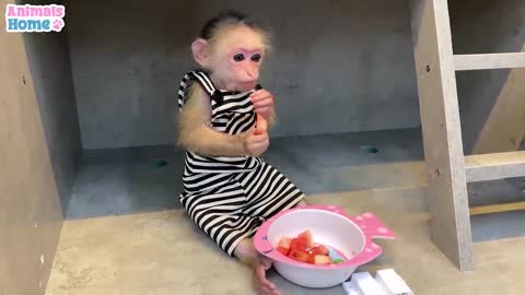 BiBi monkey steals duckling's watermelon then...