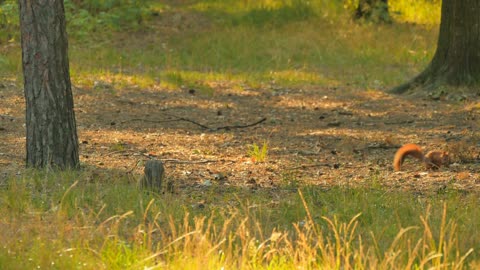 Squirrel in forest