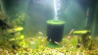 Auratus Cichlid fry update - 1 and 1/2 months old