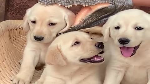 LIFE IS SO BETTER WITH A LABRADOR RETRIEVER PUPPIES ♥ ♥ ♥