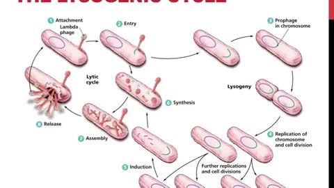 Diseases and viruses