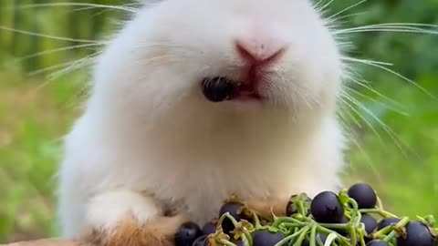 cute white rabbits eating