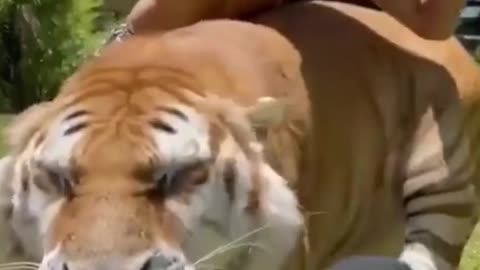 Funny Tiger Video || Funny Video