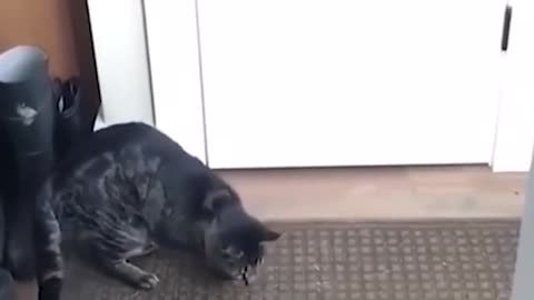 Funny cat vs dogs