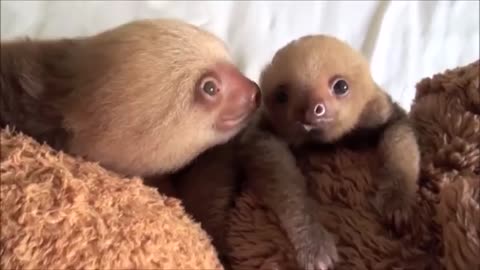 Oso Perezoso bebè siendo perezoso. Baby sloths