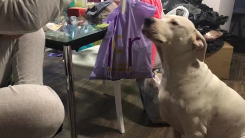 Bet You Haven't Seen A Dogo Argentino Eat Cookies This Fast Before