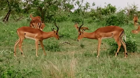 Clash of the Titans: Impala Rams Battling for Dominance