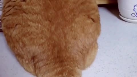 Funny Fat Cat You Might Never See Before, part8