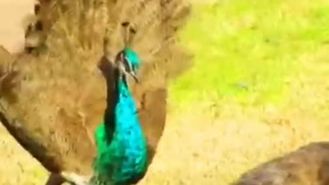 The Best Beautiful Peacock