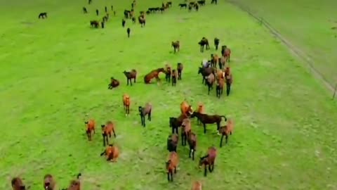 On the vast grassland, cattle and sheep are full of hillsides