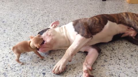 Tiny cihuahua puppy adorably teases sleepy american bulldog