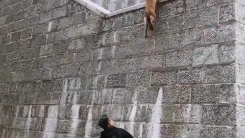 Dog running on wall