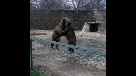 Bear Fight in the Skopje Zoo