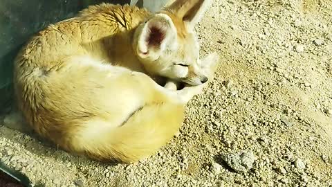 Sleeping Desert Fox