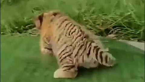 tiger baby short video.